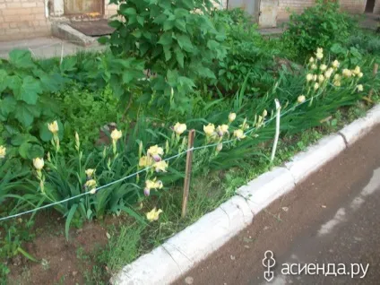 Хто ще садить квіти біля під'їзду група клумби і квітники (під'їзду) Хто ще садить квіти біля під'їзду група клумби і квітники