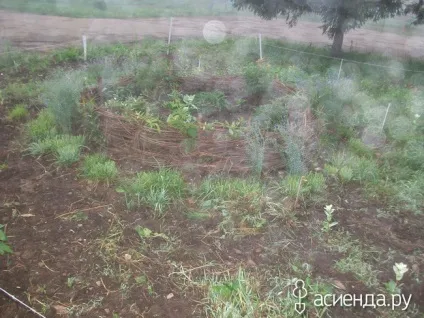 Хто ще садить квіти біля під'їзду група клумби і квітники (квітники) Хто ще садить квіти біля під'їзду група клумби і квітники