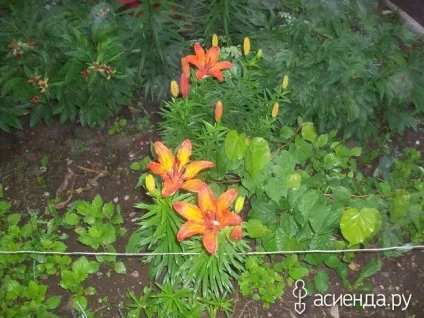 Хто ще садить квіти біля під'їзду група клумби і квітники (квітники) Хто ще садить квіти біля під'їзду група клумби і квітники