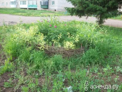 Хто ще садить квіти біля під'їзду група клумби і квітники (квітники) Хто ще садить квіти біля під'їзду група клумби і квітники