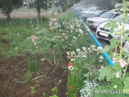 Хто ще садить квіти біля під'їзду група клумби і квітники (під'їзду) Хто ще садить квіти біля під'їзду група клумби і квітники