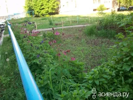 Хто ще садить квіти біля під'їзду група клумби і квітники (під'їзду) Хто ще садить квіти біля під'їзду група клумби і квітники