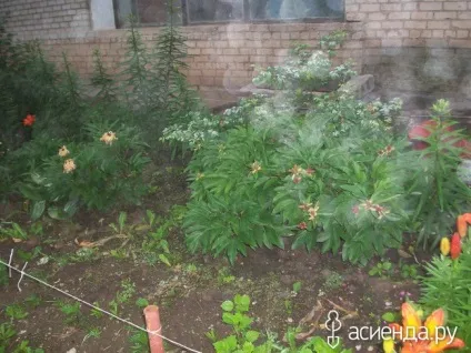 Хто ще садить квіти біля під'їзду група клумби і квітники (квіти) Хто ще садить квіти біля під'їзду група клумби і квітники
