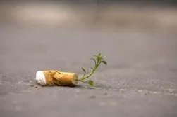куріння гідропоніки