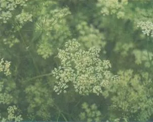 Кумин застосування, опис, історія, фото (кумін) Кумин застосування, опис, історія, фото