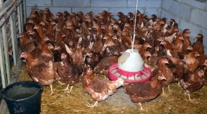 Кури родоніт опис, характеристика породи з фото і відгуками фермерів (розведення) Кури родоніт опис, характеристика породи з фото і відгуками фермерів