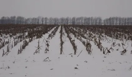 Кукурудза, як попередник для озимої пшениці, блог компанії АГРОСВІТ (кукурудза) Кукурудза, як попередник для озимої пшениці, блог компанії АГРОСВІТ