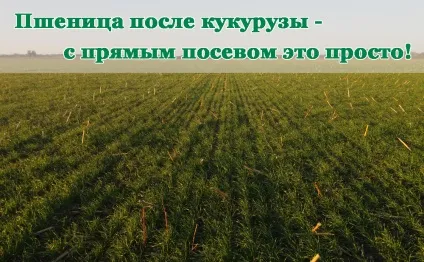 Кукурудза, як попередник для озимої пшениці, блог компанії АГРОСВІТ (кукурудза) Кукурудза, як попередник для озимої пшениці, блог компанії АГРОСВІТ