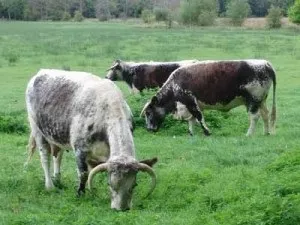 Лікування артриту стопи народними засобами (стопи) Лікування артриту стопи народними засобами