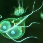 Лікування лямбліозу у дітей схема лікування (схема) Лікування лямбліозу у дітей схема лікування