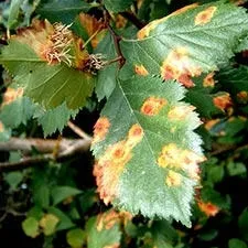 Лікування іржі у рослин (Гриби викликають появу іржі) Лікування іржі у рослин