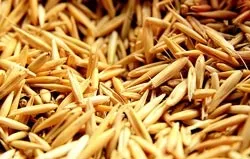 Лікування печінки вівсом кращі рецепти, рецепти (лікування печінки вівсом) Лікування печінки вівсом кращі рецепти, рецепти