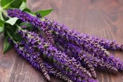 Лікування кандидозу народними засобами (лікування) Лікування кандидозу народними засобами