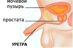 Лікування кандидозу у чоловіків народними засобами і лікарськими препаратами (лікування кандидоз чоловік народний засіб молочниця) Лікування кандидозу у чоловіків народними засобами і лікарськими препаратами