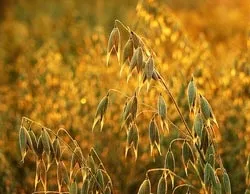 Лікування печінки вівсом кращі рецепти, рецепти (рецепти) Лікування печінки вівсом кращі рецепти, рецепти