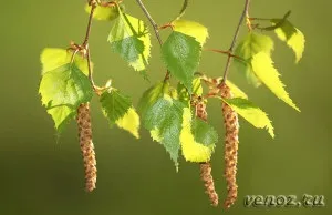 Лікування варикозу народними средстваміварікоз plus (кореня лепехи яблучного вина) Лікування варикозу народними средстваміварікоз plus