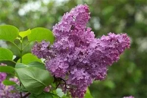 Лікування гнійних ран народними засобами (гнійних) Лікування гнійних ран народними засобами