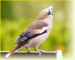 Лікування співом птахів (птахів) Лікування співом птахів