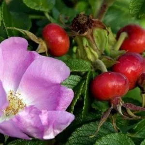Лікування шипшиною, корисні властивості шипшини, шипшина в медицині (шипшини) Лікування шипшиною, корисні властивості шипшини, шипшина в медицині