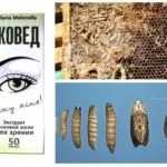 Настоянка воскова міль - призначення, лікування, відгуки лікарів (лікування) Настоянка воскова міль - призначення, лікування, відгуки лікарів