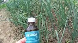 Нашатирний спирт проти цибулевої мухи - як поливати, інструкція (мухи) Нашатирний спирт проти цибулевої мухи - як поливати, інструкція