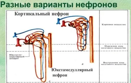 Нефрон будову та функціонування одиниці нирки (багатий на глюкозу надлишками) Нефрон будову та функціонування одиниці нирки