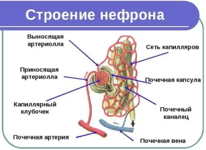 Нефрон будову та функціонування одиниці нирки (нирки) Нефрон будову та функціонування одиниці нирки