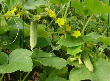 Нашатирний спирт застосування на городі і в саду (нашатирний спирт для томатів) Нашатирний спирт застосування на городі і в саду