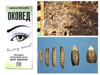 Настоянка воскова міль - призначення, лікування, відгуки лікарів (настоянка) Настоянка воскова міль - призначення, лікування, відгуки лікарів