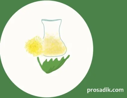 Натуральне добриво з кульбаб, ради садівникові (кульбаб) Натуральне добриво з кульбаб, ради садівникові