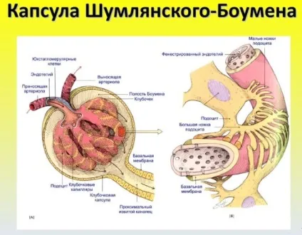 Нефрон будову та функціонування одиниці нирки (нефрон) Нефрон будову та функціонування одиниці нирки