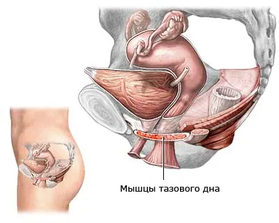 Леваторопластіка - урогінекологія - швейцарська клініка в Москві (клініка) Леваторопластіка - урогінекологія - швейцарська клініка в Москві