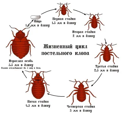 Личинки постільних клопів - як вони виглядають на фото і де їх шукати (виглядають) Личинки постільних клопів - як вони виглядають на фото і де їх шукати