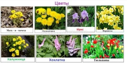 Лепбук на тему весна для дитячого саду своїми руками (своїми) Лепбук на тему весна для дитячого саду своїми руками