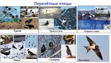 Лепбук на тему весна для дитячого саду своїми руками (клас) Лепбук на тему весна для дитячого саду своїми руками