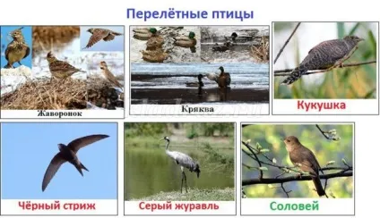 Лепбук на тему весна для дитячого саду своїми руками (лепбук) Лепбук на тему весна для дитячого саду своїми руками
