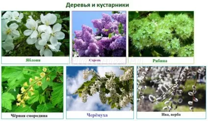 Лепбук на тему весна для дитячого саду своїми руками (весна) Лепбук на тему весна для дитячого саду своїми руками