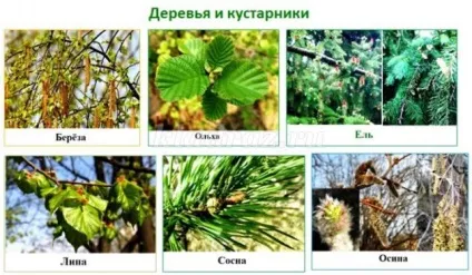 Лепбук на тему весна для дитячого саду своїми руками (майстер) Лепбук на тему весна для дитячого саду своїми руками
