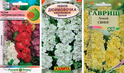 Левкой (матіола) фото квітів, вирощування з насіння, посадка і догляд у відкритому грунті (левкой вирощування з насіння коли садити) Левкой (матіола) фото квітів, вирощування з насіння, посадка і догляд у відкритому грунті
