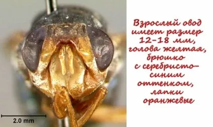 Личинки мух під шкірою людини - хвороба міаз фото, відео (фото) Личинки мух під шкірою людини - хвороба міаз фото, відео