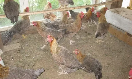 Ленінградська золотисто сіра порода курей її опис з фото і відгуками фермерів (характеристика) Ленінградська золотисто сіра порода курей її опис з фото і відгуками фермерів