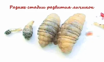 Личинки мух під шкірою людини - хвороба міаз фото, відео (фото) Личинки мух під шкірою людини - хвороба міаз фото, відео