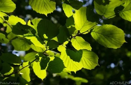 Ліщина - не тільки смачні лісові горіхи (дерева) Ліщина - не тільки смачні лісові горіхи
