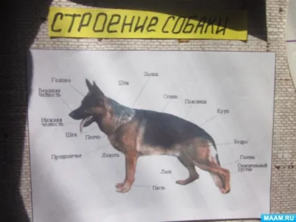 Лепбук «все про собак»