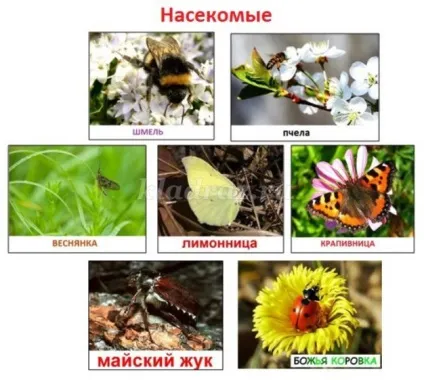 Лепбук на тему весна для дитячого саду своїми руками (валентина) Лепбук на тему весна для дитячого саду своїми руками