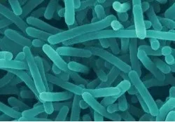 Listeria monocytogenes в питаннях і відповідях