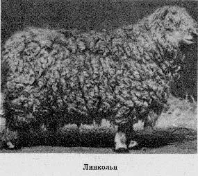 Лінкольн (вівчарство породи)