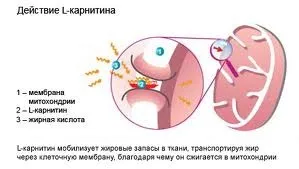 L карнітин шкоду, світ без шкоди (карнітин) L карнітин шкоду, світ без шкоди