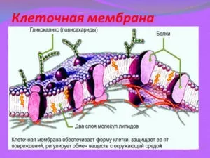 Ліпіди це речовини, необхідні для функціонування організму (організму) Ліпіди це речовини, необхідні для функціонування організму