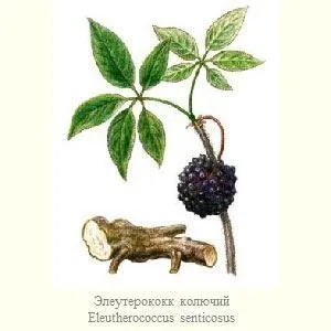 Лімфома симптоми і лікування народними засобами (лікування) Лімфома симптоми і лікування народними засобами